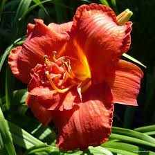 Image result for Hemerocallis `Moses Fire`