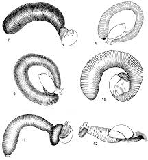 Attēlu rezultāti vaicājumam “Haemopis sanguisuga”