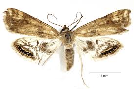 Attēlu rezultāti vaicājumam “Cataclysta lemnata”