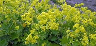 Attēlu rezultāti vaicājumam “Alchemilla vulgaris aggr. bud”