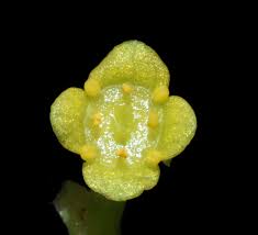 Attēlu rezultāti vaicājumam “Chrysosplenium alternifolium bud”