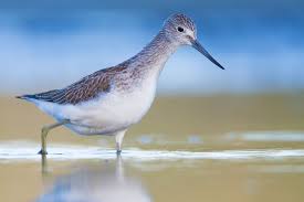 Attēlu rezultāti vaicājumam “Tringa nebularia adult”