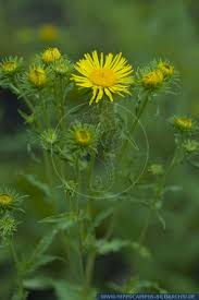 Attēlu rezultāti vaicājumam “Inula britannica”