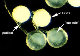Attēlu rezultāti vaicājumam “Enteridium liceoides spores”