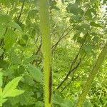 Attēlu rezultāti vaicājumam “Heracleum sosnowskyi fruit”