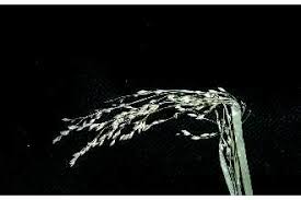 Attēlu rezultāti vaicājumam “Glyceria striata leaf”