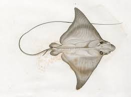 Image result for Aetomylaeus bovinus