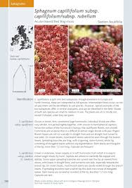 Attēlu rezultāti vaicājumam “Sphagnum capillifolium”