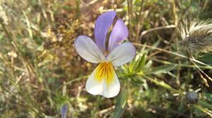 Attēlu rezultāti vaicājumam “Viola tricolor subsp. curtisii flower”
