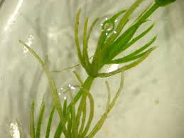 Attēlu rezultāti vaicājumam “Chara filiformis”