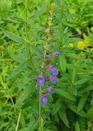 Image result for Ysop