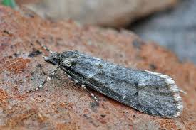 Attēlu rezultāti vaicājumam “Diurnea fagella”