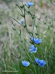 Image result for Cichorium intybus