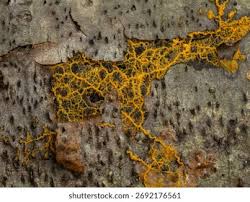 Attēlu rezultāti vaicājumam “Lignydium muscorum plasmodium”