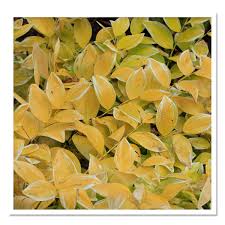 Attēlu rezultāti vaicājumam “Polygonatum odoratum leaf”