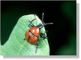 Attēlu rezultāti vaicājumam “Attelabus nitens”
