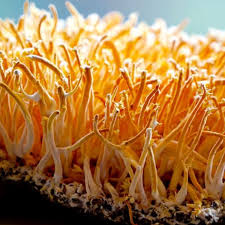 Attēlu rezultāti vaicājumam “Cordyceps”