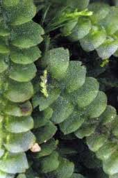 Attēlu rezultāti vaicājumam “Isopaches bicrenatus”