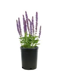 Image result for Salvia nemorosa