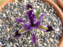 Attēlu rezultāti vaicājumam “Iris rosenbachiana flower”