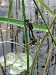 Attēlu rezultāti vaicājumam “Leucorrhinia pectoralis female”