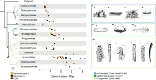 Image result for genome sizes