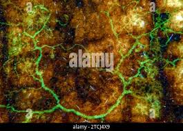 Attēlu rezultāti vaicājumam “Badhamia sp.”