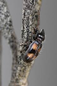 Attēlu rezultāti vaicājumam “Notoxus monoceros”