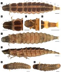 Attēlu rezultāti vaicājumam “Craniophora ligustri larva”