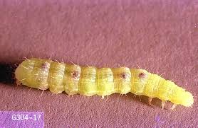 Attēlu rezultāti vaicājumam “Canephora hirsuta larva”