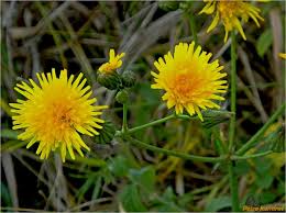 Attēlu rezultāti vaicājumam “Sonchus arvensis subsp. uliginosus”