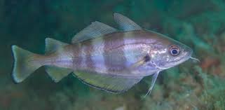Image result for Microgadus tomcod