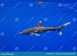Image result for Carcharhinus longimanus