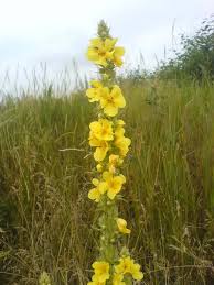 Image result for Verbascum densiflorum