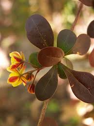 Attēlu rezultāti vaicājumam “Berberis thunbergii flower”
