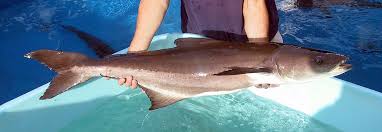 Image result for Rachycentron canadum