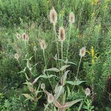 Attēlu rezultāti vaicājumam “Dipsacus fullonum”