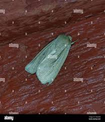 Attēlu rezultāti vaicājumam “Mythimna impura”