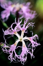 Image result for Dianthus superbus
