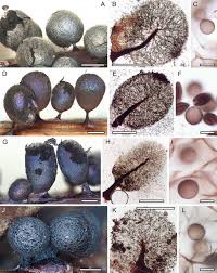 Attēlu rezultāti vaicājumam “Trichia alpina young”