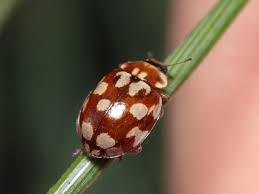 Attēlu rezultāti vaicājumam “Myrrha octodecimguttata”