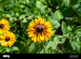 Attēlu rezultāti vaicājumam “Rudbeckia hirta var. pulcherrima flower”