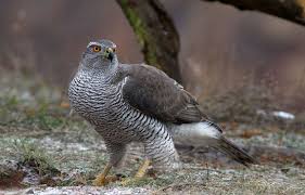 Attēlu rezultāti vaicājumam “Accipiter gentilis”