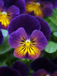 Attēlu rezultāti vaicājumam “Viola uliginosa flower”