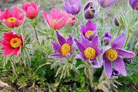 Attēlu rezultāti vaicājumam “Pulsatilla vulgaris flower”