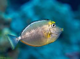 Image result for Naso lituratus