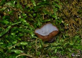 Attēlu rezultāti vaicājumam “Humaria hemisphaerica”