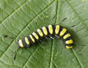 Attēlu rezultāti vaicājumam “Acronicta alni larva”