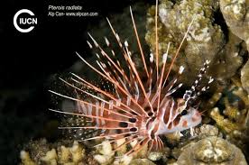 Image result for Pterois miles