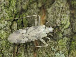 Attēlu rezultāti vaicājumam “Phytocoris tiliae”
